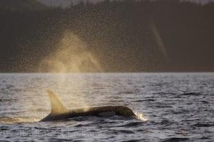 photo of Female Killer Whale Northern Vancouver Island Summer
