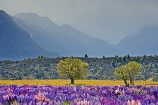 photo of Field Of Russell Lupins Landscape New Zealand