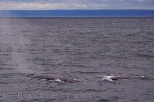 photo of Fin Whales Tadoussac Gulf St Lawrence Quebec Canada