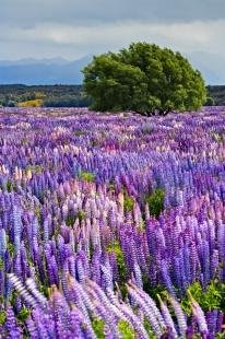 photo of Beautiful Fiordland National Park Scene