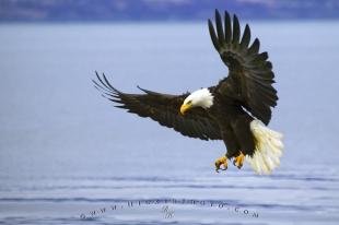 photo of Fishing Adult Bald Eagle