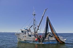 photo of Fishing Boats