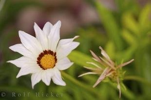 photo of Flower Picture White Gazania Gazania Splendens