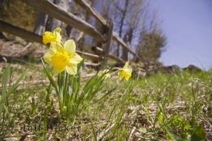 photo of Flower Photo