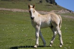 photo of Photo Of A Foal