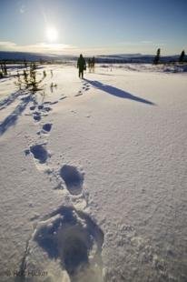 photo of Footprints Snow Yukon Winter