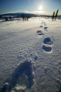 photo of Footprints Snow Canadian Arctic