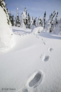 photo of Footprints Winter Deep Snow