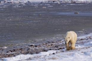 photo of Foraging Polar Bear Icy Shoreline Hudson Bay