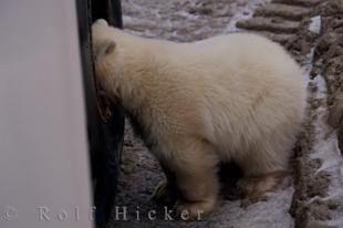 photo of Funny Polar Bear Cub Churchill Manitoba Canada