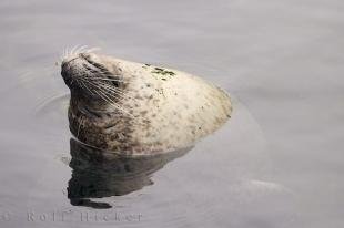 photo of Funny Grey Seal