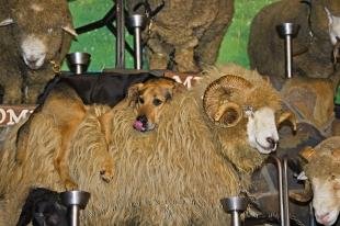 photo of Funny Sheep Dog Agrodome Rotorua
