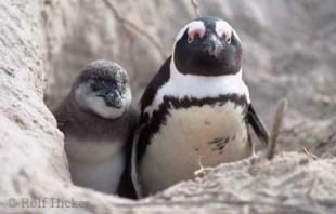 photo of Funny Penguin Pictures