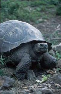 photo of Galapagos Giant Tortoise