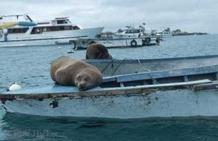 photo of Sea Lions Galapagos Island Wildlife