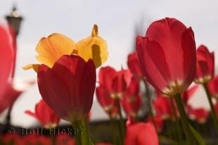 photo of Gardens Ontario Canada