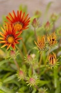 photo of Fiesta Red Gazania Flower Plant Picture