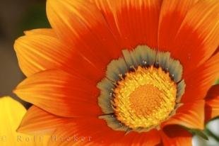 photo of Beautiful Gazania Rigens Treasure Flower Picture