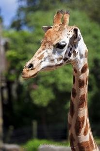 photo of Giraffe Animal Picture