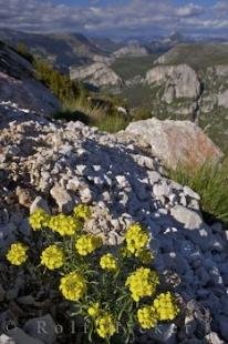 photo of Gorges Du Verdon Flowers