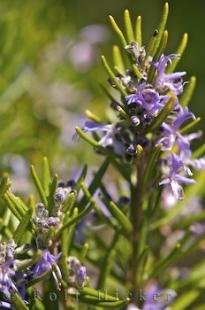 photo of Gourdon France Rosemary Bush