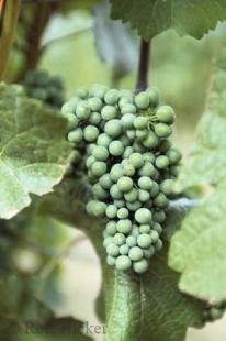 photo of grapes