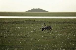 photo of grazing caribou