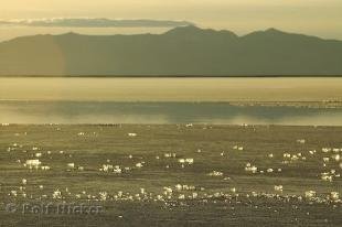 photo of Great Salt Lake Utah