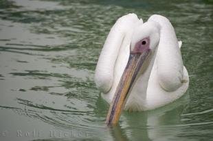 photo of Great White Pelican Picture