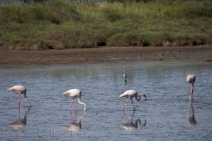 photo of Greater Flamingos Provence
