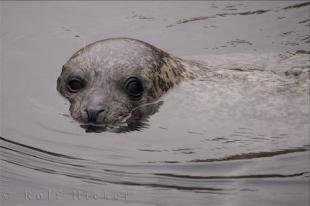 photo of Grey Seal