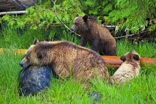 photo of Grizzly Bear Family Hicker Photo Tour