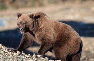 photo of Grizzly Bear Images