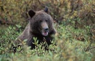 photo of Grizzly Bear Photo Denali National Park