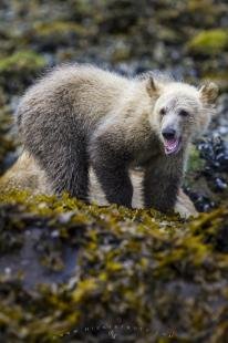 photo of Grizzly bear cub feasting on beach