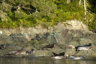 photo of Harbor Seals