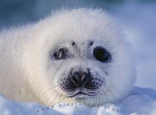 photo of Harp Seal