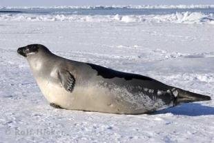 photo of Harp Seal Female