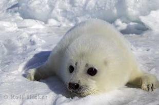 photo of harp seal photo