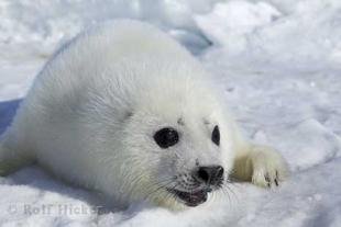 photo of harp seal photos