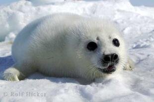 photo of harp seal pictures