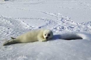 photo of Harp Seal Pup Waiting for Mother