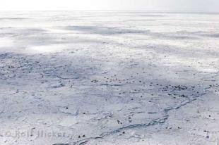 photo of harp seals aerial