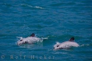 photo of Hectors Dolphins New Zealand