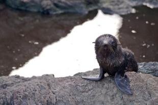 photo of Helpless New Zealand Fur Seal Cape Palliser