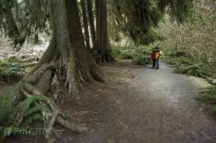 photo of Hoh Rain Forest Tourist Trail