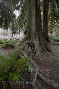 photo of hoh rainforest