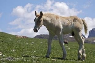 photo of Horse Foal Bonaigua Pass Catalonia