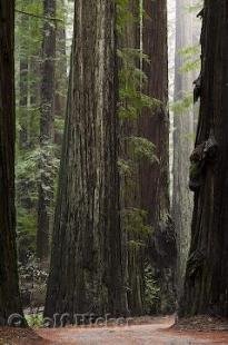 photo of Humboldt Redwoods State Park