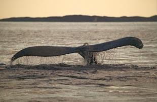 photo of Picture Of A Humpback Whale Tail